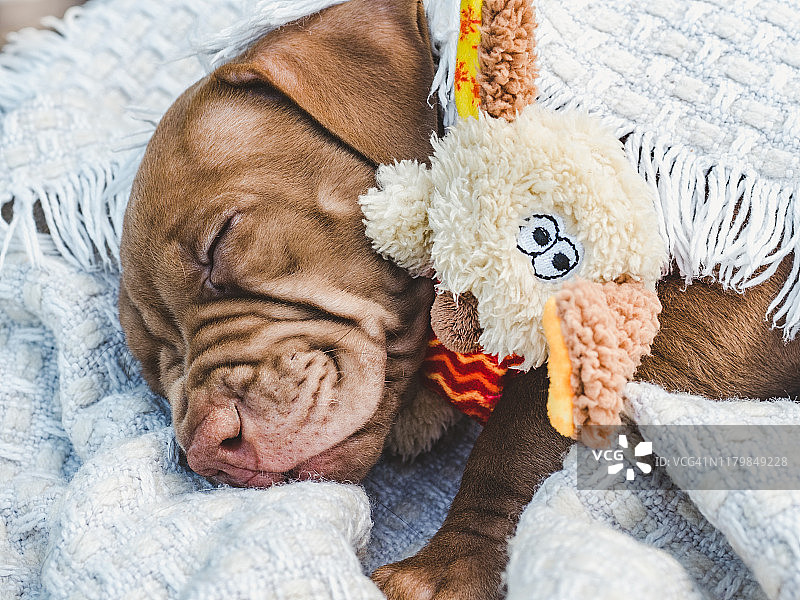 可爱的小狗睡在柔软的格子布上图片素材