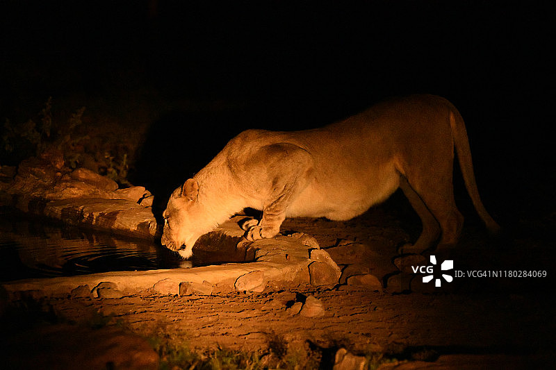 在南非，母狮在水坑里喝水图片素材