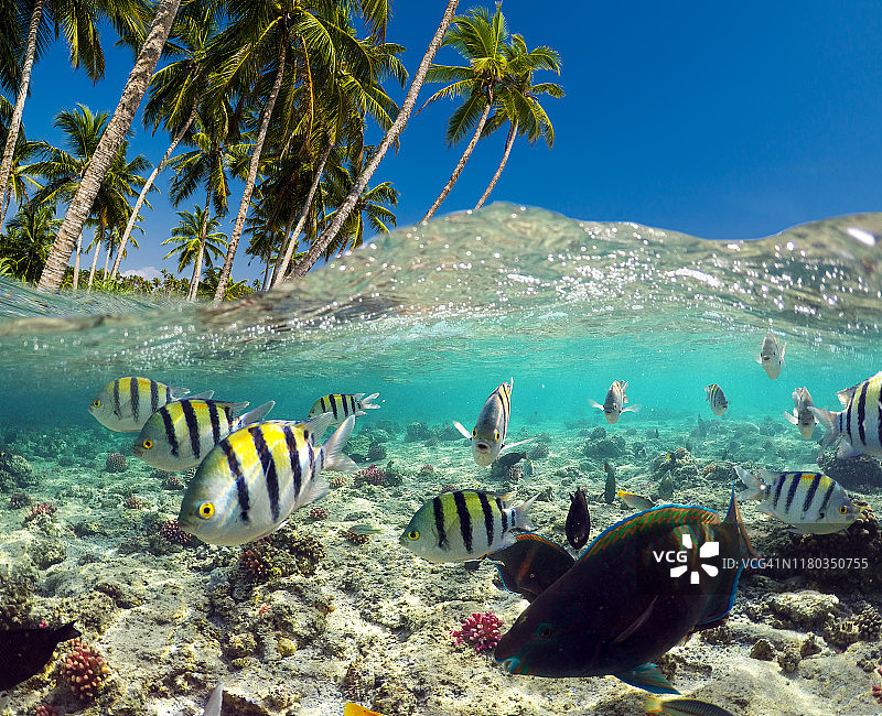 水下热带鱼场景。在热带海域浮潜图片素材