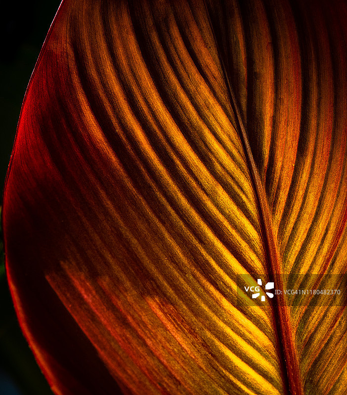 一个充满活力的彩色美人蕉植物叶子的近距离图像图片素材