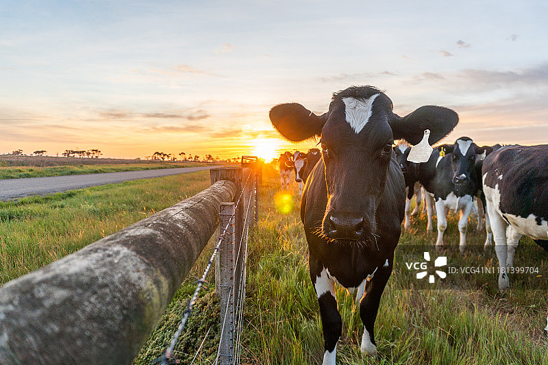 日出时的牛和农田图片素材