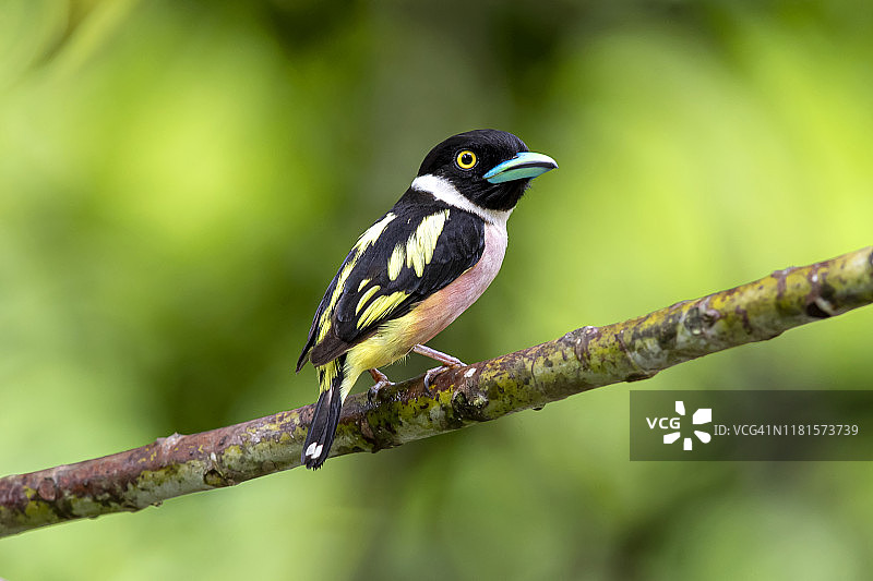 黑黄喙鸟黑黄喙鸟泰国keng kachan国家公园。图片素材
