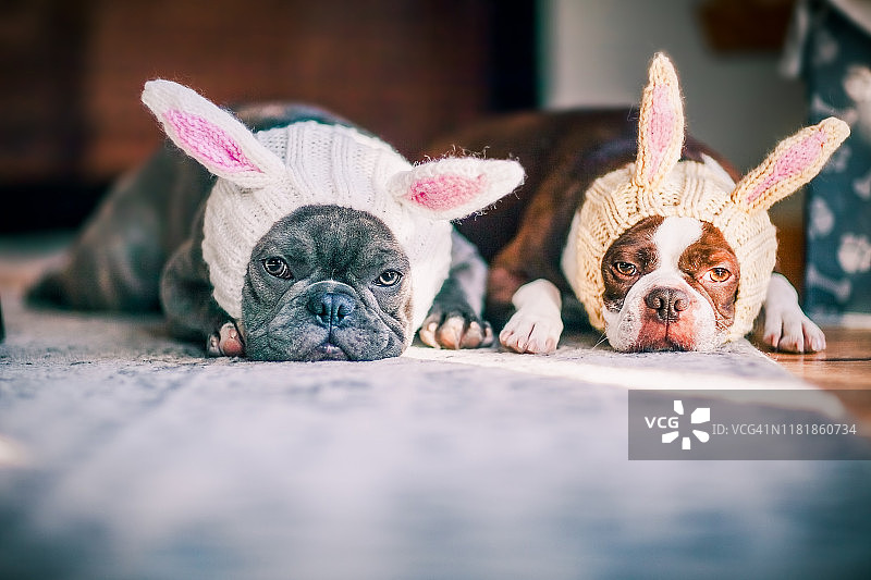 两只狗穿着兔子服装图片素材