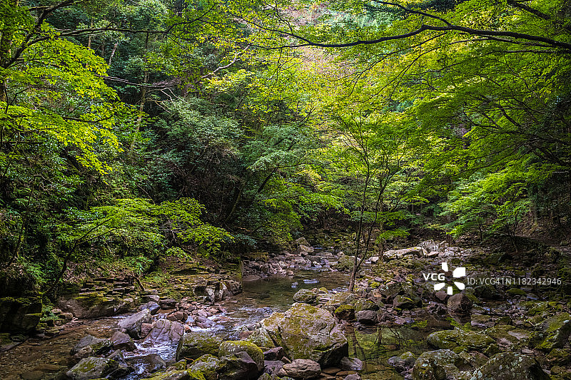 溪流和绿色森林在Akame 48瀑布图片素材