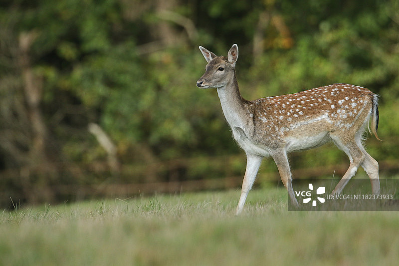 在发情季节，美丽的休鹿母鹿站在田野里。图片素材