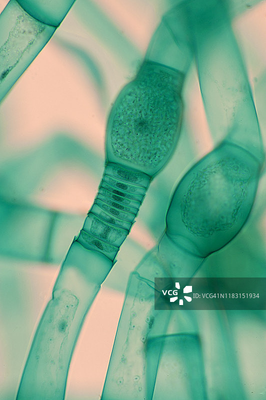 雄蕊和卵原体，卵原体-丝状绿藻100X图片素材