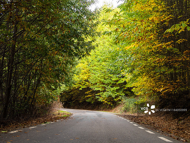 秋天穿过栗树森林的乡间小路图片素材