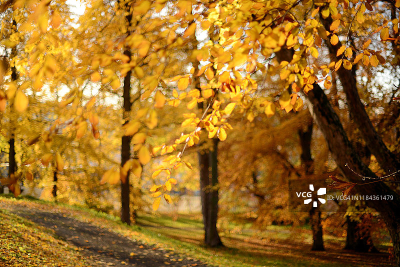 树枝上有金黄色的秋叶图片素材