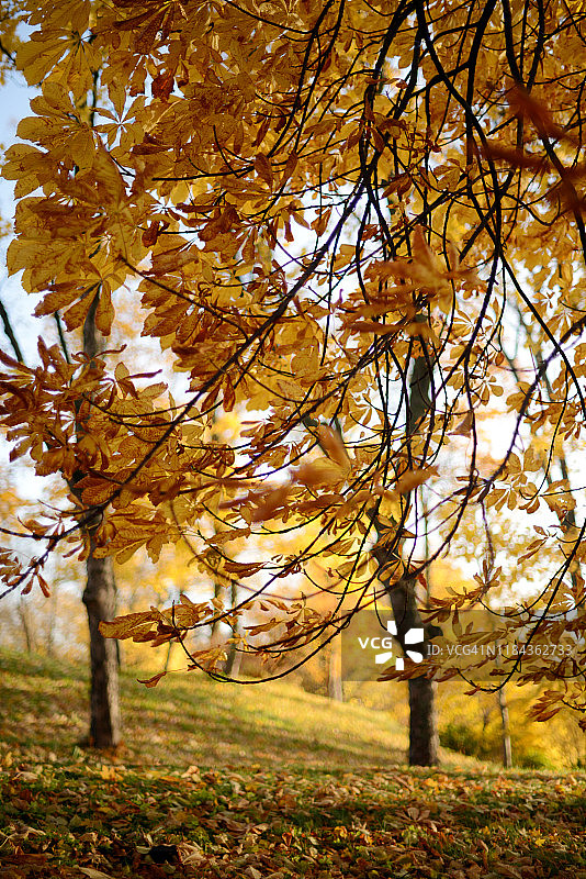 栗树的树枝与金黄和黄色的颜色秋天的叶子图片素材