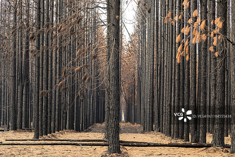 烧焦的松树，在松树种植园，褐色的叶子和黑色的树干图片素材