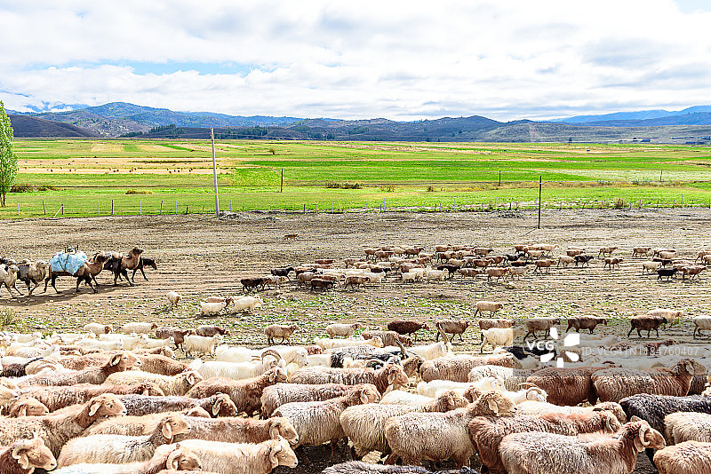 中国新疆喀纳斯国家地质公园的牧场和牛羊群。图片素材
