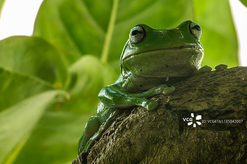 绿树蛙图片素材