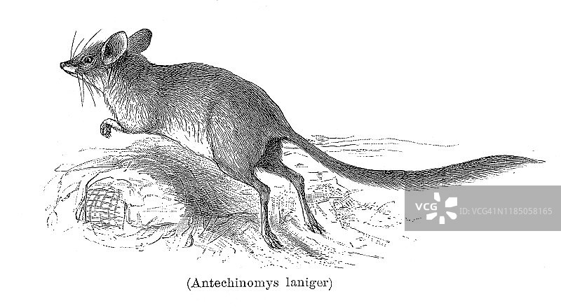 Kultarr或Jerboa有袋动物插图1896图片素材