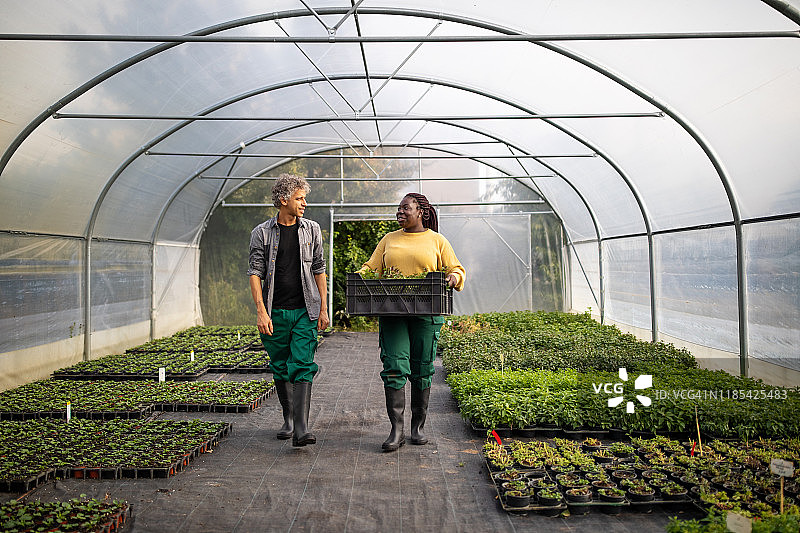 两个园艺工人在温室种植园工作图片素材