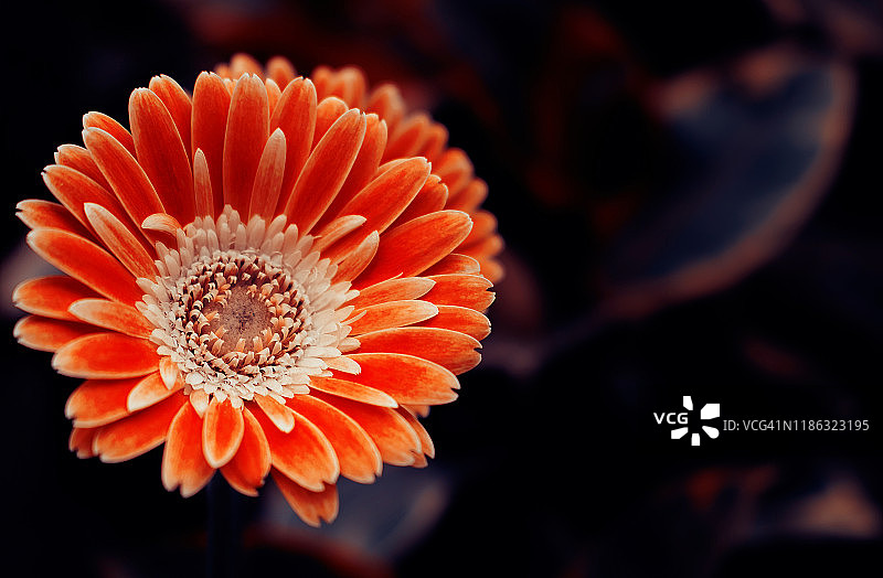 一个橙色非洲菊花的特写在一个黑暗的背景图片素材