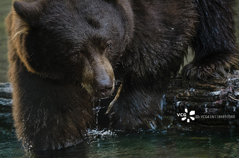 特写黑熊钓鱼在泰勒溪，南太浩湖图片素材
