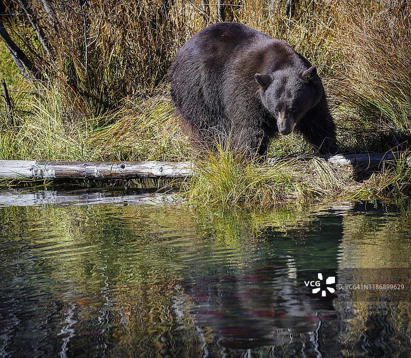 特写黑熊在泰勒溪，南太浩湖岸边钓鱼图片素材