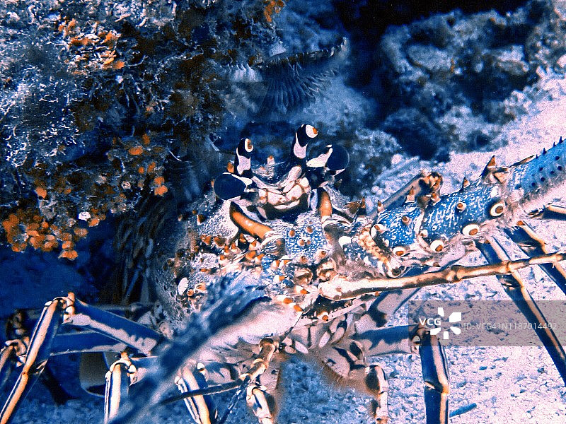 加勒比多刺龙虾，大开曼群岛图片素材