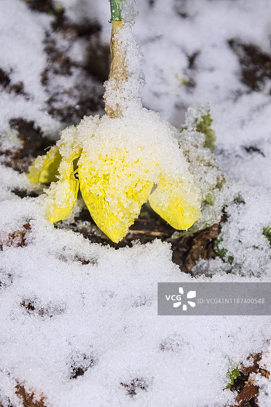 水仙花几乎覆盖了苏格兰寒冷的春天图片素材