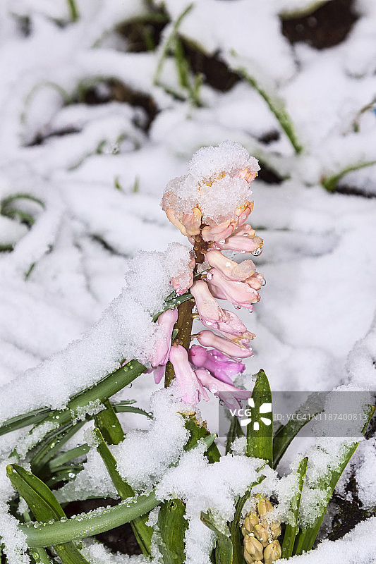 风信子的花几乎覆盖了寒冷的春天图片素材