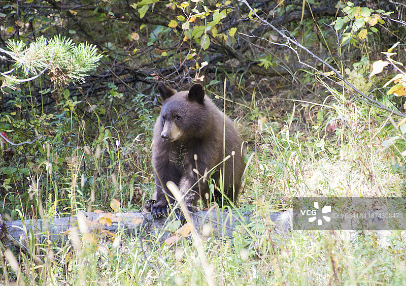 大提顿国家公园-黑熊图片素材