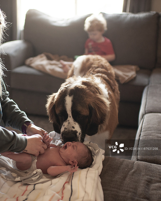 新生儿换尿布时，一只大狗在家里探望她图片素材