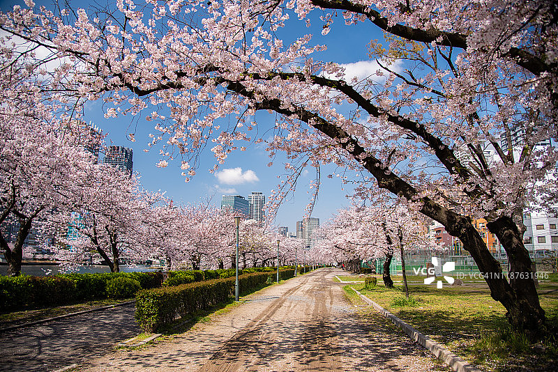 大阪市大川河樱花盛开，日本关西图片素材