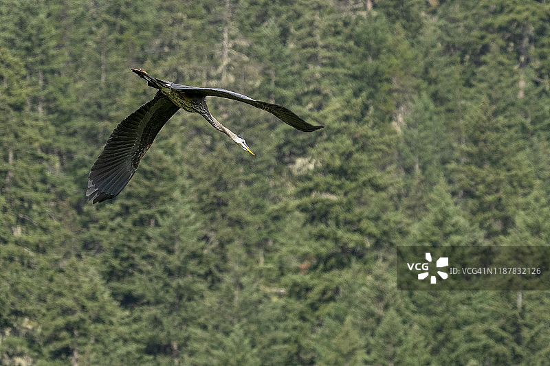 在一个阳光明媚的夏日早晨，一只巨大的蓝鹭飞在湖上寻找食物。图片素材