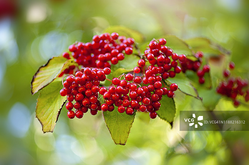 充满活力的红色冬季浆果的玫瑰，也被称为crampbark灌木图片素材