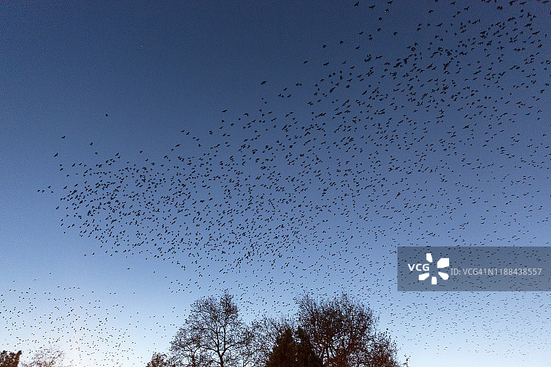 日落时分，鸟儿成群地在天空中飞翔图片素材