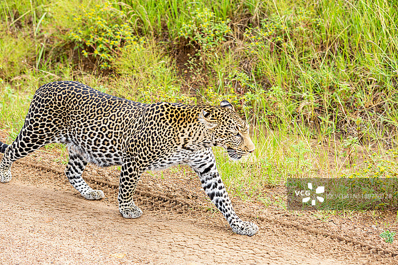 非洲豹在野外的土路上行走图片素材