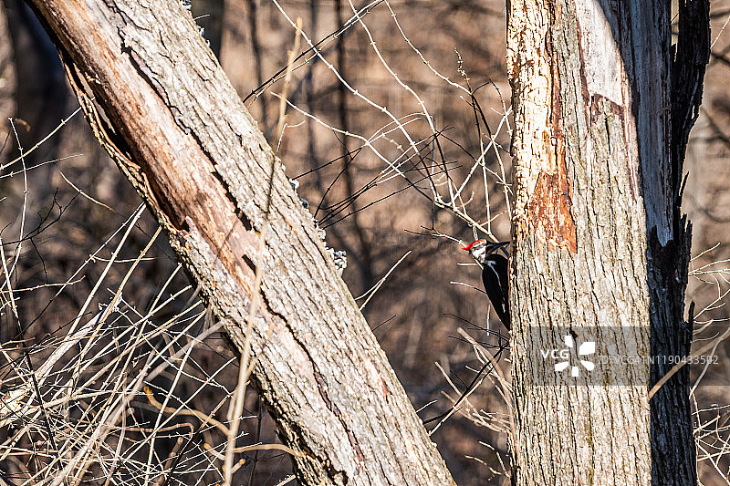 弗吉尼亚的冬季，一只大的红色冠啄木鸟栖息在树干上啄食，寻找食物或鸟巢图片素材