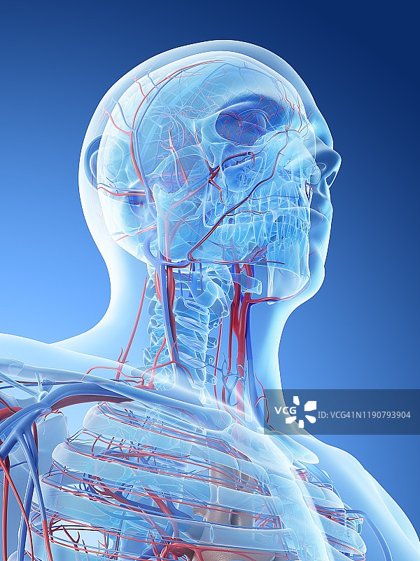 颈部血管系统，图示图片素材