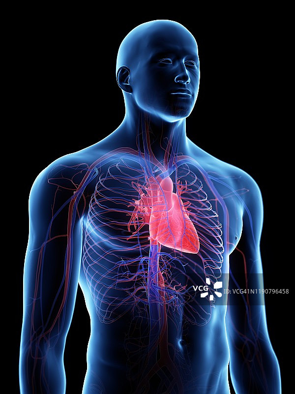 心脏解剖学插图图片素材