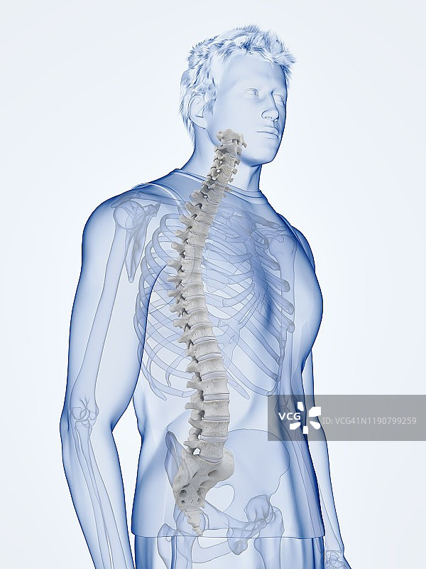 脊柱解剖学、插图图片素材
