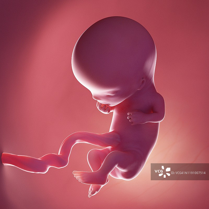 11周胎儿，插图图片素材