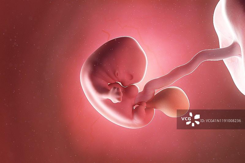 7周胎儿，插图图片素材