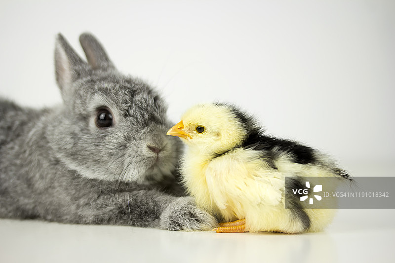 动物之间的友谊图片素材
