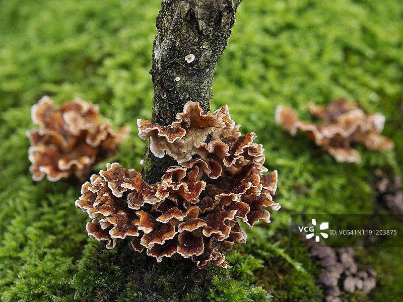 真菌和绿色泥炭苔藓(Sphagnum)在Bolle di Magadino，湖，瑞士图片素材