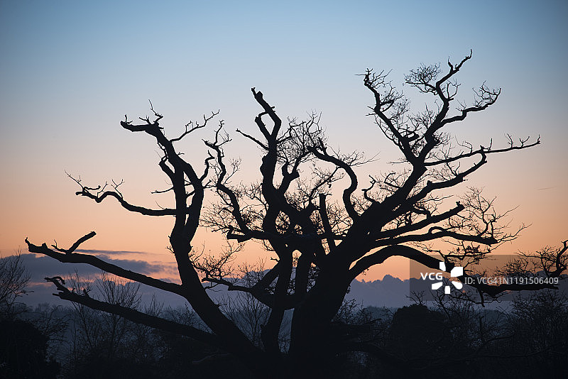 一棵光秃秃的树枝在日出时映出轮廓图片素材