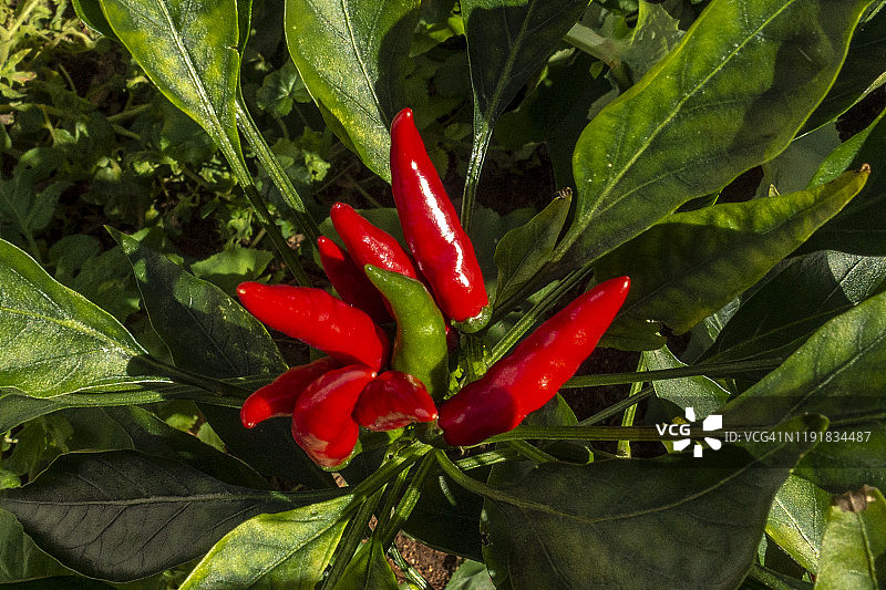 红辣椒在它的植物上图片素材