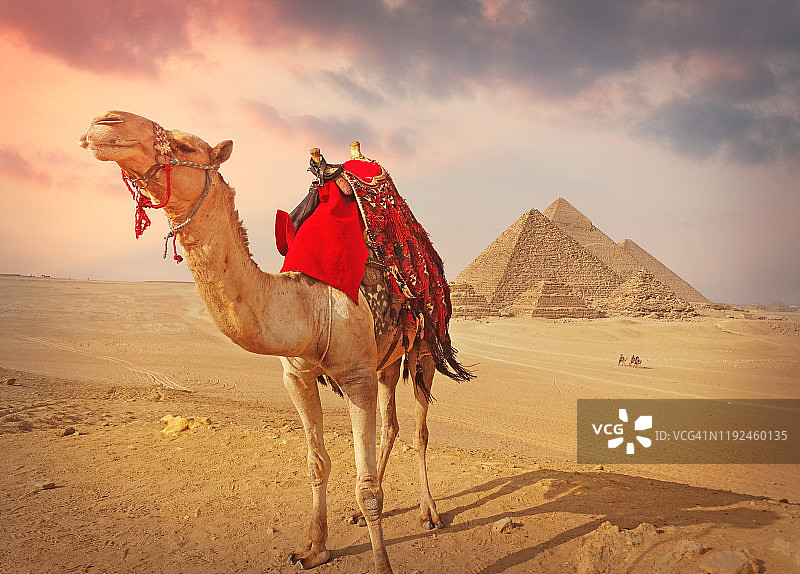骆驼和吉萨的金字塔图片素材
