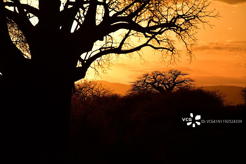 日落时大草原上的一棵巨大的猴面包树图片素材