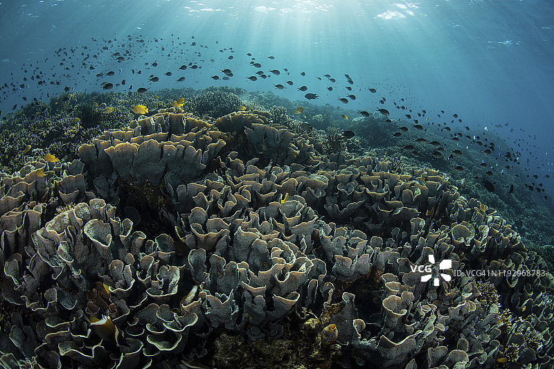 一个美丽的珊瑚礁在科莫多国家公园，印度尼西亚。图片素材