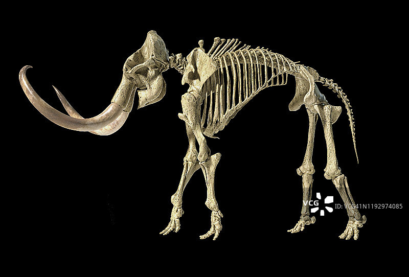长毛象骨骼的3D插图，侧视图上的黑色背景。图片素材