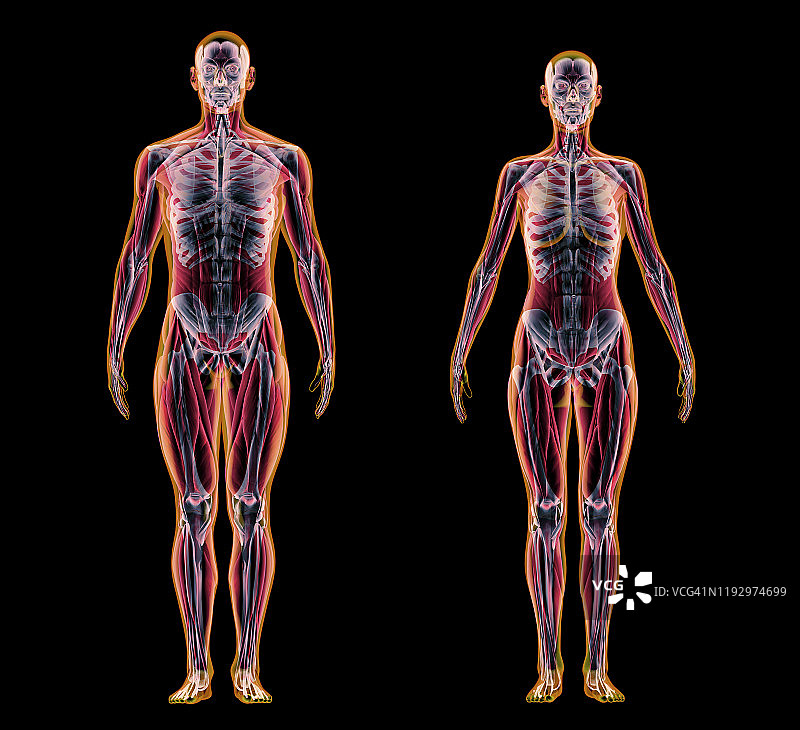 男性和女性肌肉和骨骼系统在黑色背景下的x光效果。图片素材