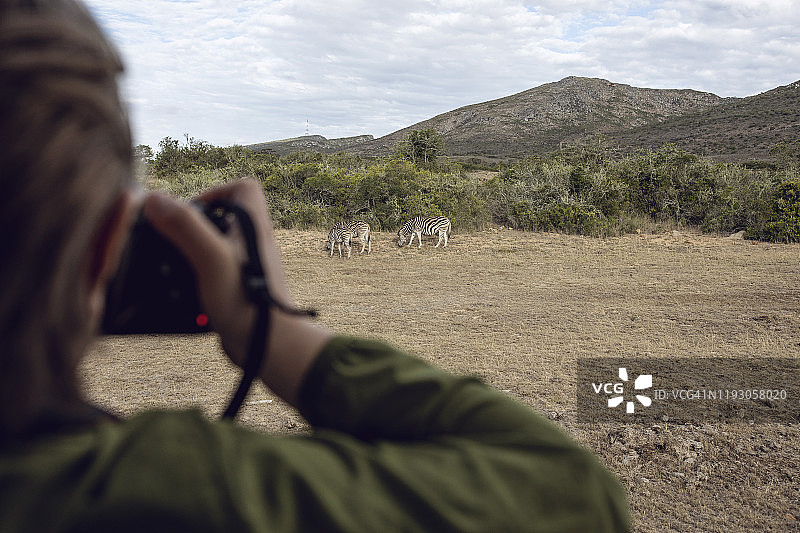 小女孩拍摄斑马的背影，Inverdoorn野生动物保护区，Breede河DC，南非图片素材
