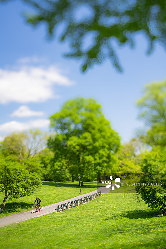 2019年5月8日，在美国纽约中央公园，许多长着新鲜绿叶的树木围绕着公园长椅。图片素材