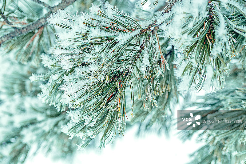 雪覆盖霜冰特写松枝在冬天。圣诞贺卡图片素材