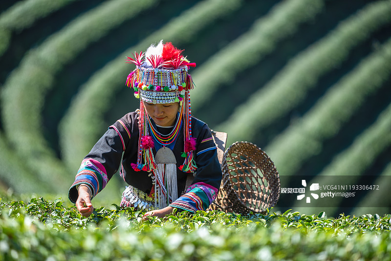 山地部落的妇女在茶园采摘春茶。图片素材